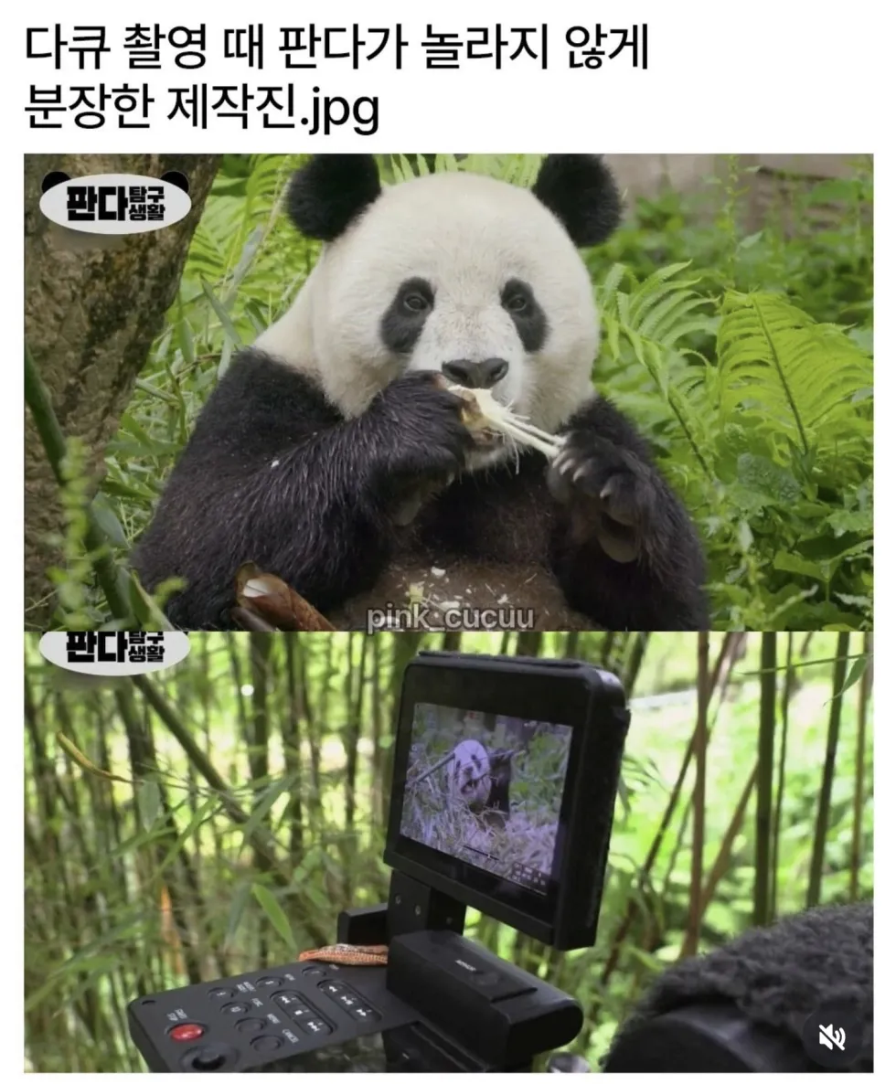 판다로 위장한 극한직업 제작진 판다 다큐