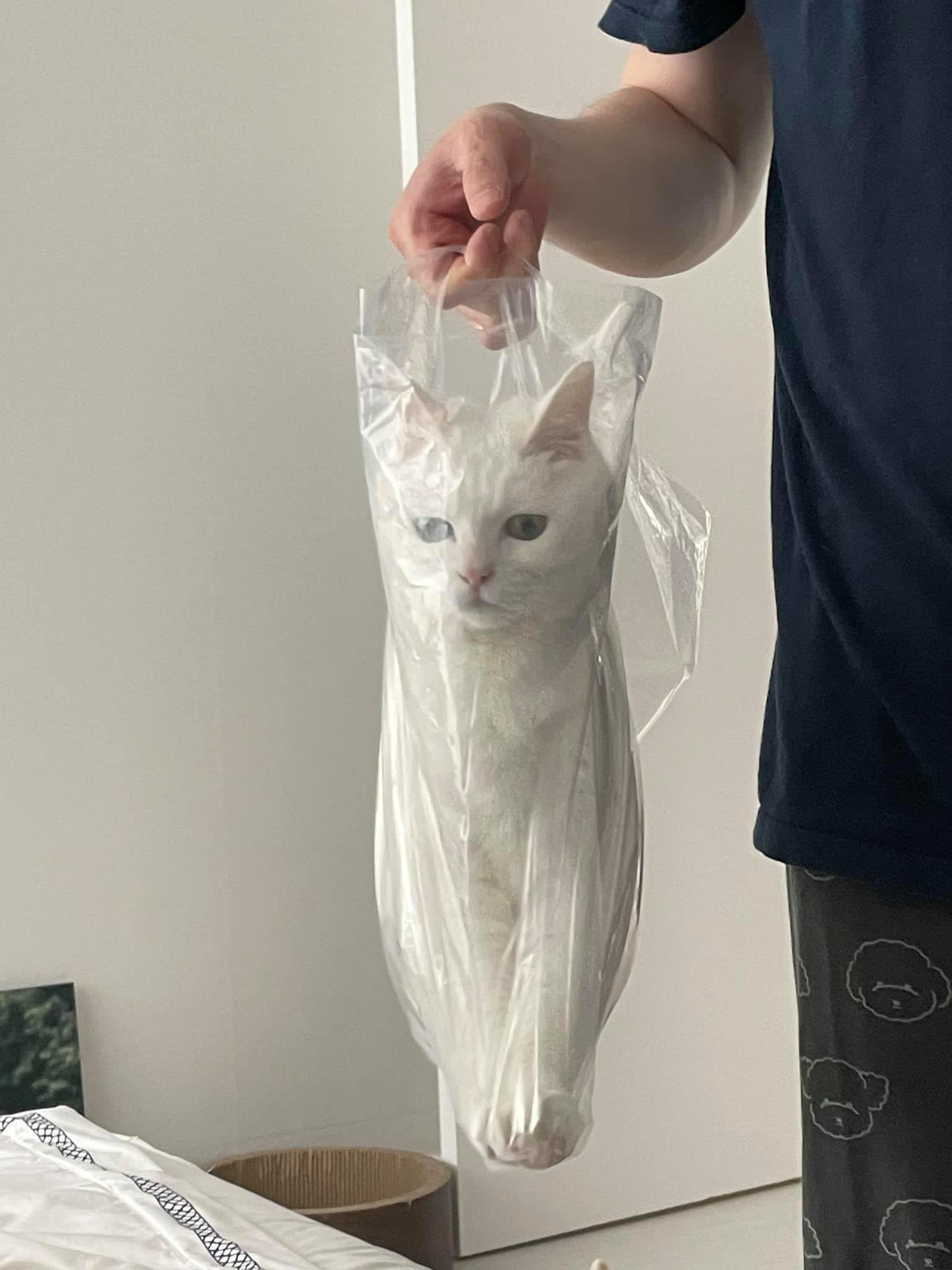 고양이 비닐 봉지 한마리 화이트 도도 #냥짤