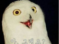추천 짤