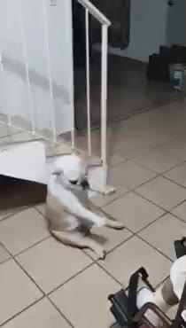 강아지 재롱