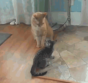 고양이 냥이 귀여운 냥펀치 냥아치 동물