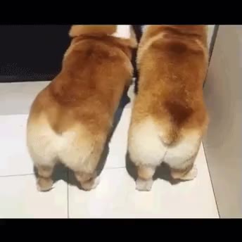 웰시코기 엉덩이 웰시코기 엉덩이 웰시코기 엉덩이