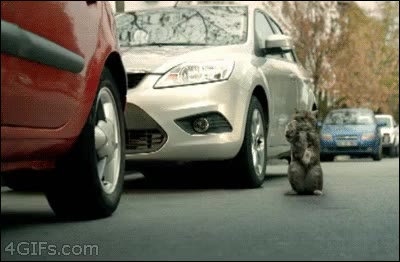 주차관리 오라이 고냥이 사고 뻘쭘
