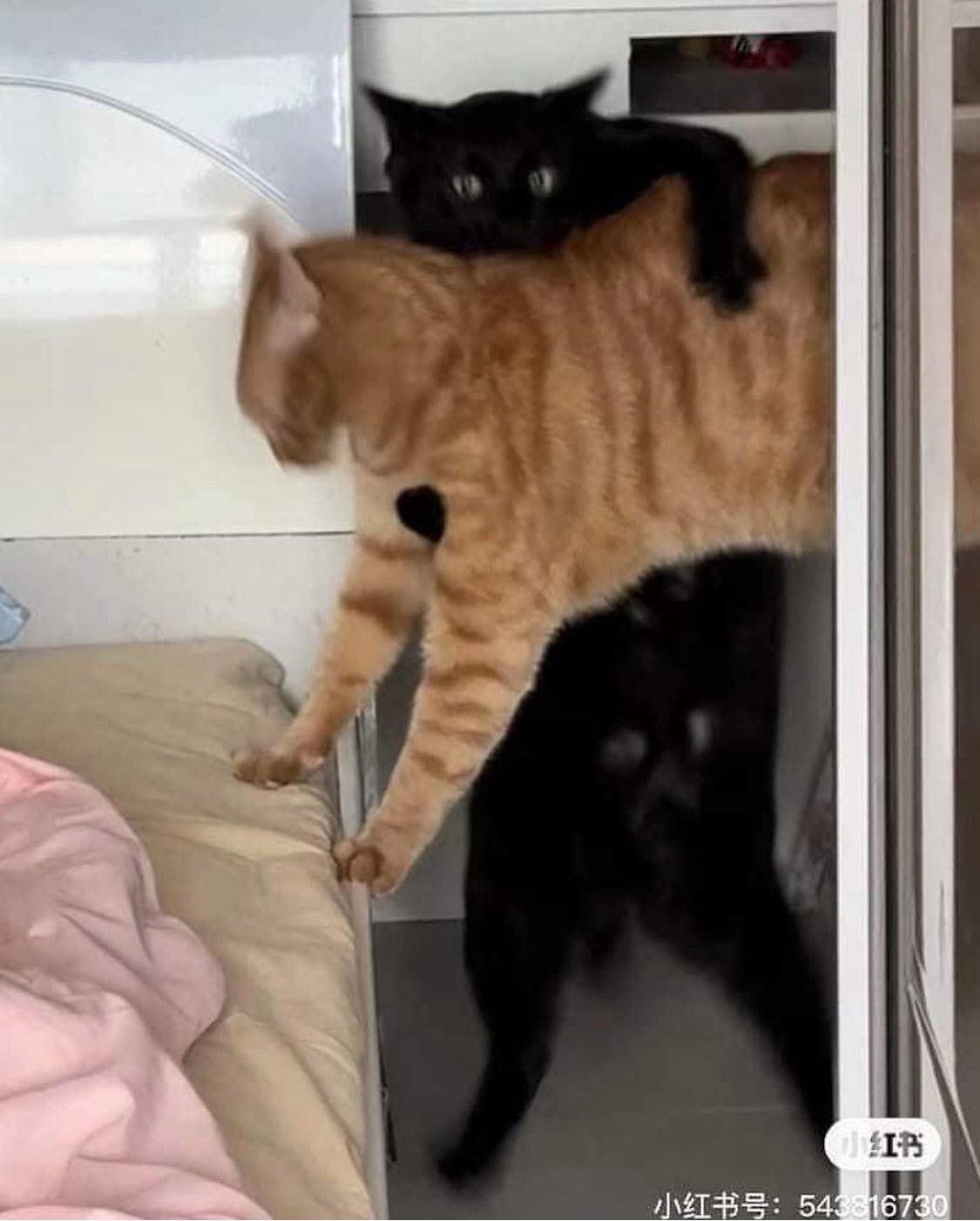 기타리스트 기타플레이어 연주자 악기 #고양이 #냥짤