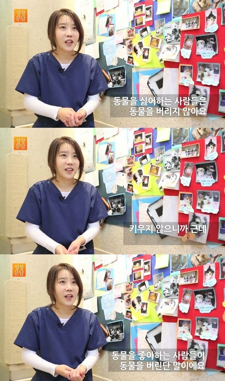 동물 개 고양이 유기묘 유기견