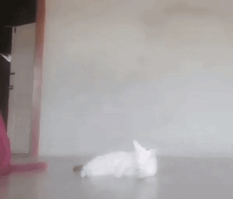 이불 괴물 고양이 #냥짤