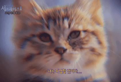 파멸 냥짤 고양이 저주