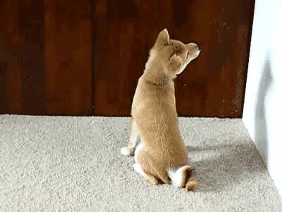사다코 빙의 시바견 목이 꺾였어