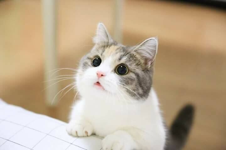 고양이 냥이 귀여운 냥펀치 냥아치 동물
