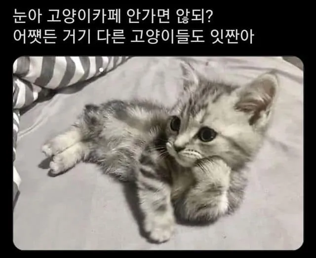 고양이 냥짤