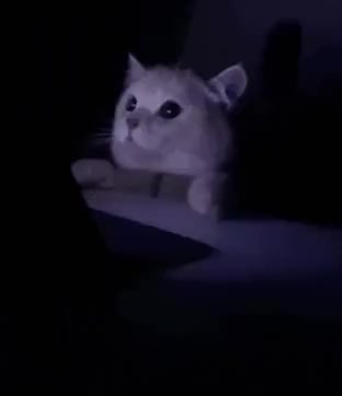 몰래 보다 들킨 고양이 냥이 동물 냥아치 밈 짤방