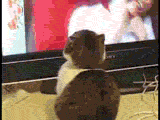 고양이 냥이 TV 보다가 놀라는 모습 응? 나 찍는거냥