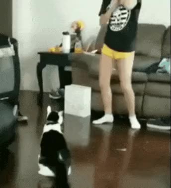 빡침 화남 고양이 냥짤 구타 열받음