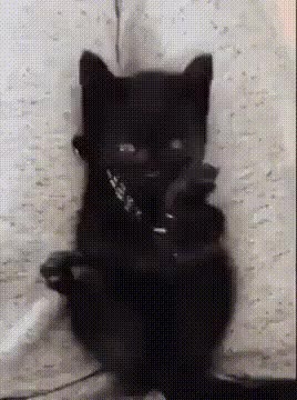 고양이 냥짤
