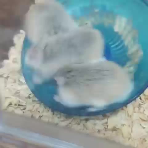 햄스터 달리기