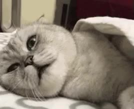 외면냥 고양이 삐짐 외면 현실부정 이불 쌩까는 귀찮음 냥이 뒷모습 거절