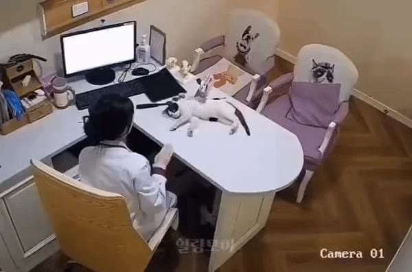 보호자가 없을 때 수의사가 하는 짓