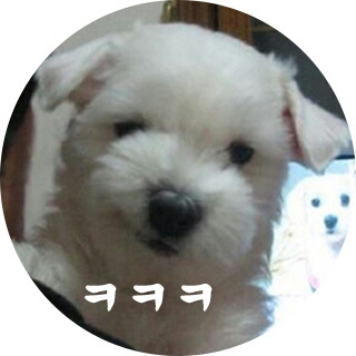 강쥐 기요미 강아지 개