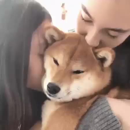 시바견한테 앵기는 서양누나. gif 시바견 강아지 개