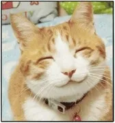그래 그래 고양이 그래 냥이