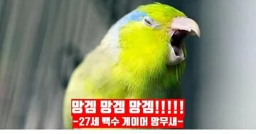 망무새 망겜 앵무새 백수 게이머 소리지름 절규 징징 분노