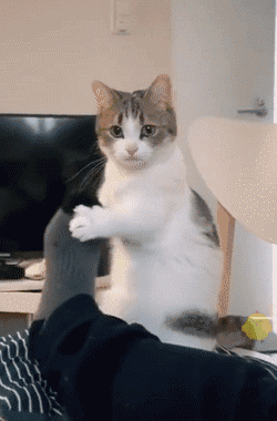 고양이 냥이 귀여운 냥펀치 냥아치 동물