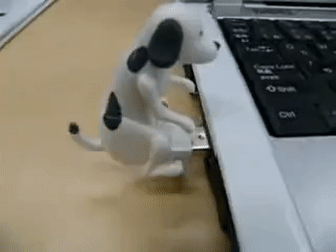 개 usb 강아지 USB 허리돌림 마운팅 노트북 병맛 웃긴 엽기 짤