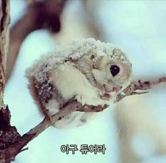 귀척 추워 덜덜 겨울 다람쥐
