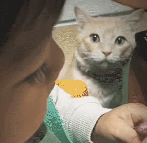 고양이 츄르 짜요짜요 #냥짤