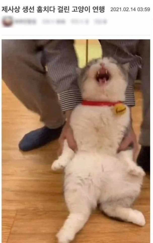 제사상 생선 훔치다 걸린 고양이 연행 #냥짤