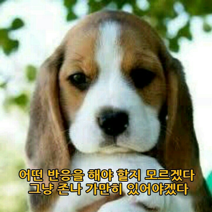 무슨 반응을 해야 할지 모르겠다. 강아지 개
