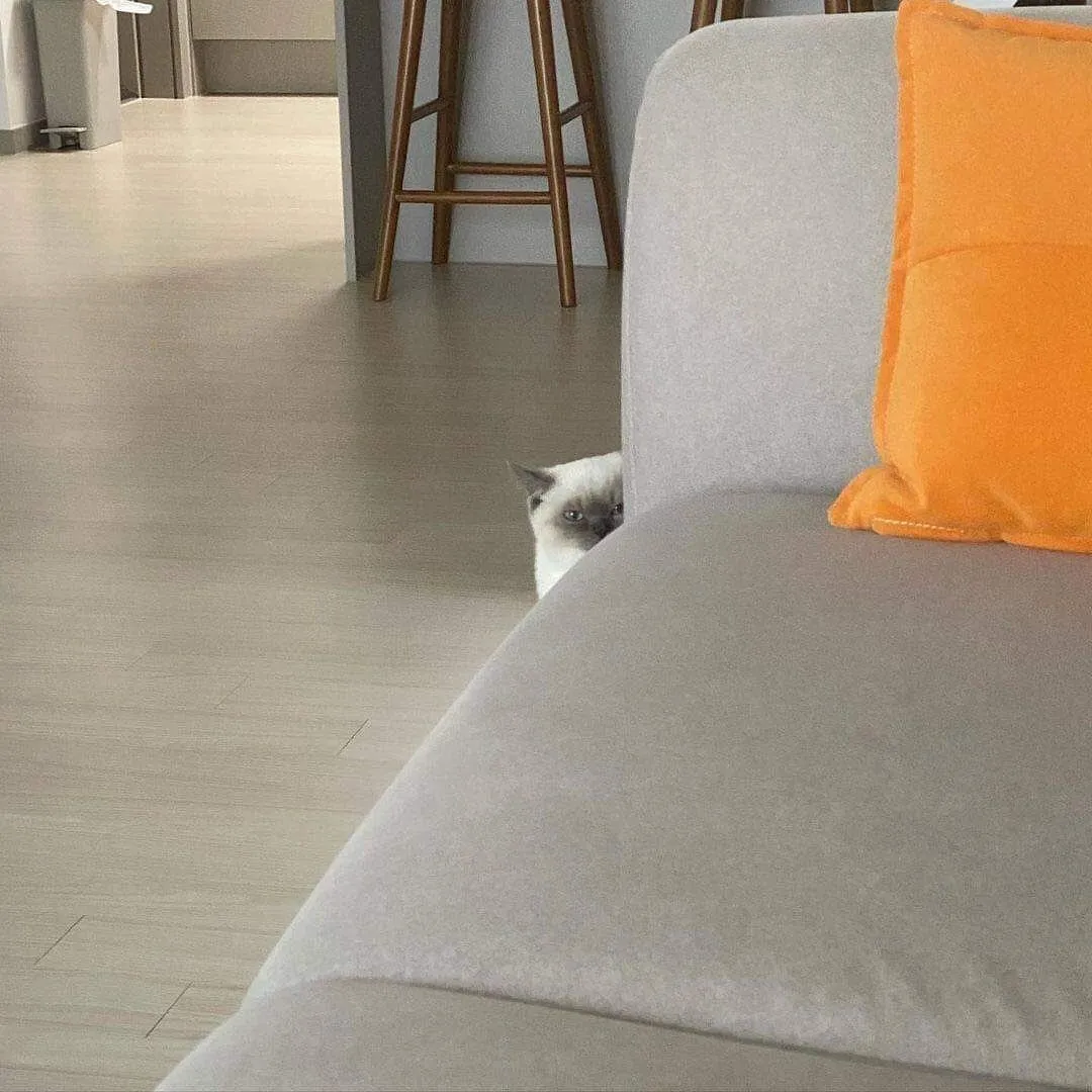 감시하는 고양이 찌릿 째릿 냥짤
