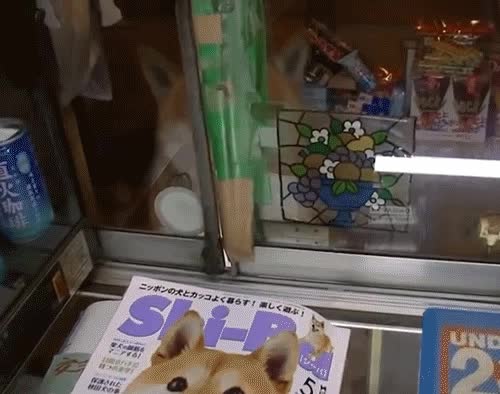 매점 운영 중인 시바견 주인장