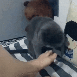 고양이 냥이 귀여운 냥펀치 냥아치 동물