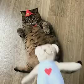 선물 고양이 좋아 최고 인형