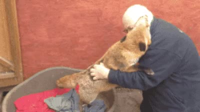 다친 여우를 치료 해주었더니 여우 할아버지 은인 애교