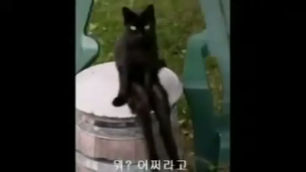 뭐어쩌라고? 어쩔 왜 뭐