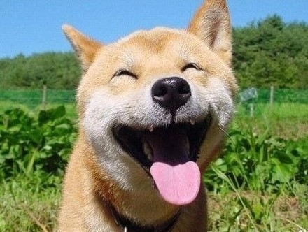 좋아요 강아지 동물