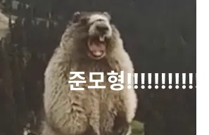 준모형 마멋 비명 절규 샤우팅 소리지름 부르짖음 웃긴짤 절박