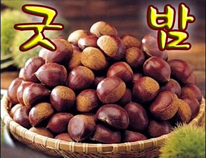 자라  밤 굿밤