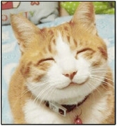 그래 그래 고양이 그래 냥이