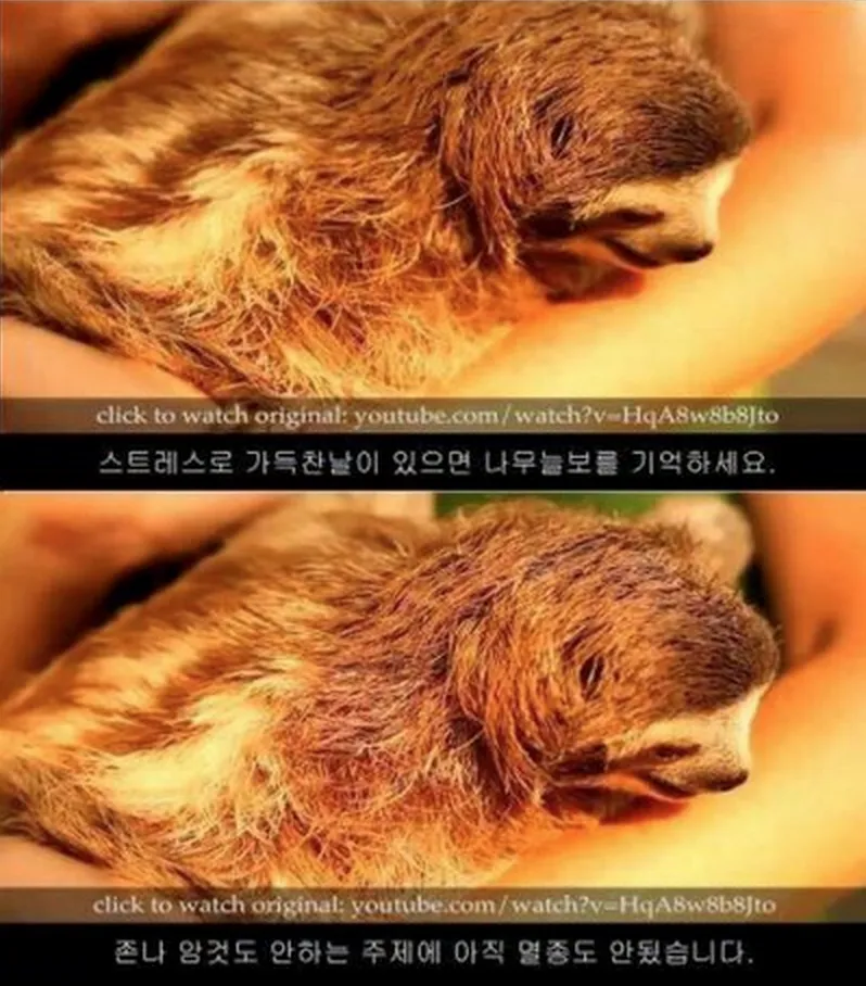 나무늘보 가만히 가마니