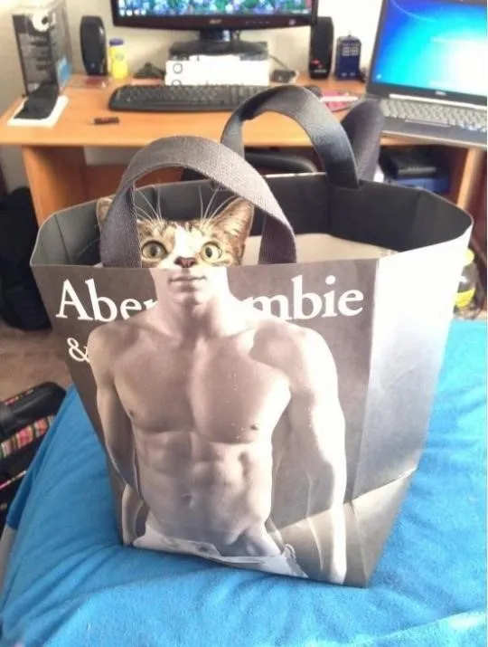 몸짱 고양이