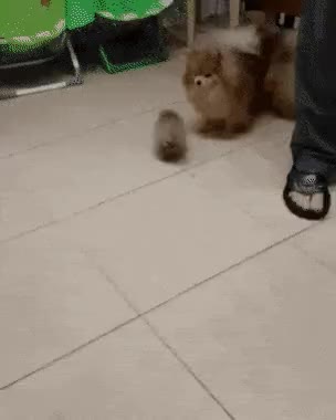 포메라니안 강아지 개 댕댕이
