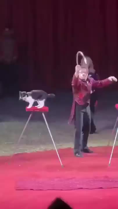 짤 짤방 모음