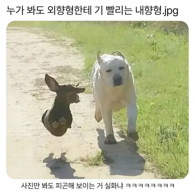 강아지 MBTI 외향형 내향형 기빨림 피곤함 텐션차이 웃긴 짤