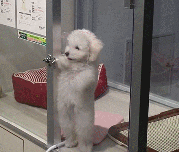 춤추는 강아지 #멍짤 #댄스 #신남