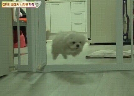 후다닥 강아지