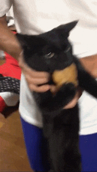 고양이 냥이 귀여운 냥펀치 냥아치 동물