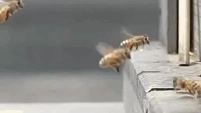 비행 도중 충돌.gif 비행 충돌 벌